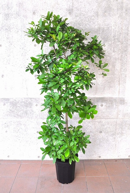 ミラクルフルーツ2