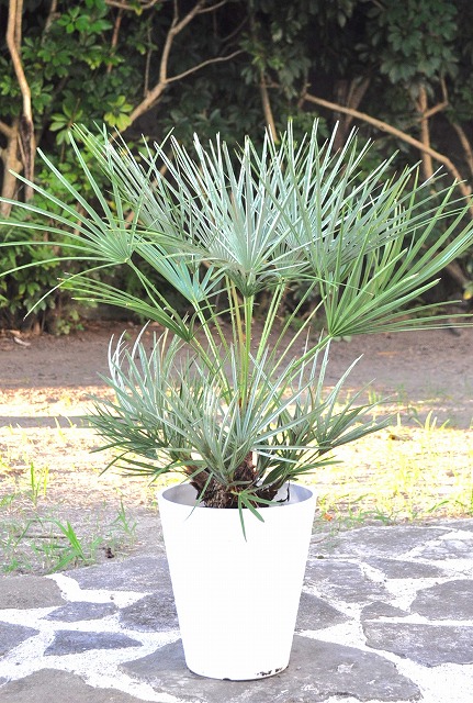 チャメロップス チャメロップス(チャメロプス)ヤシ