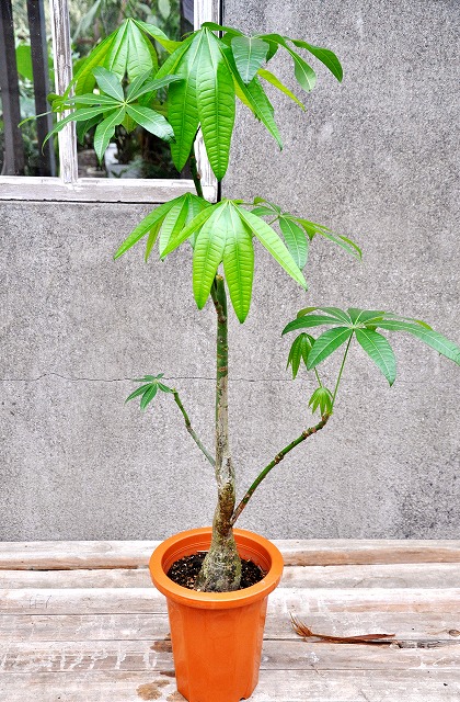 観葉植物　パキラ　二股　超極太幹の朴タイプ　超希少♪  激レア品  金運アップ