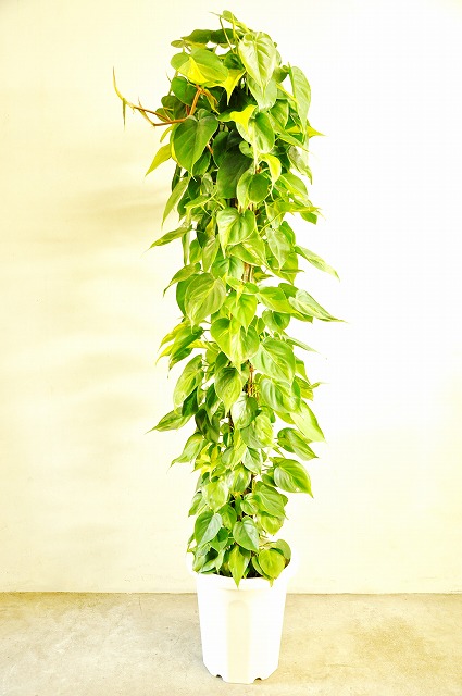 ウム オキシ カルディ 日かげの部屋でも育つ観葉植物。人気の7種類を本当に育ててみた結果報告！