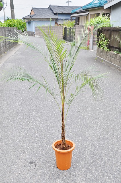 ブラジルヒメヤシ 8号 120cm