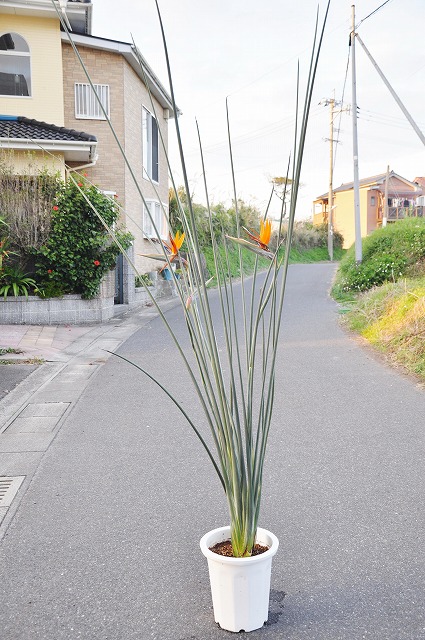 ストレチア　ユンケア　ノンリーフ