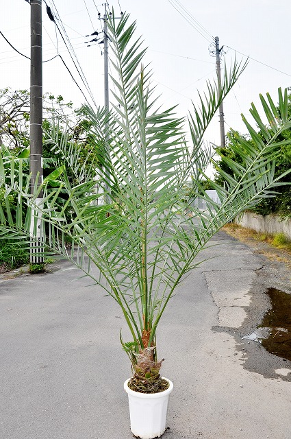 ナツメヤシ 椰子 苗 なつめやし 苗 観葉植物 - その他