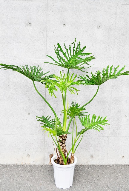 観葉植物｜フィロデンドロン セローム 7号【THE GOOD FLOWER JAPAN】