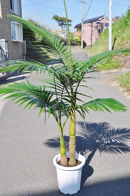 キングパーム