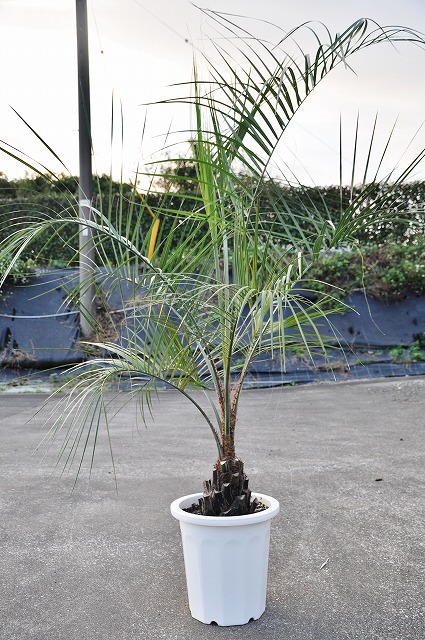 コレクション ココスヤシ シルバーリーフ 苗木 ⑫ 植物/観葉植物 インテリア小物-WWW.NEPALBAHAS.COM