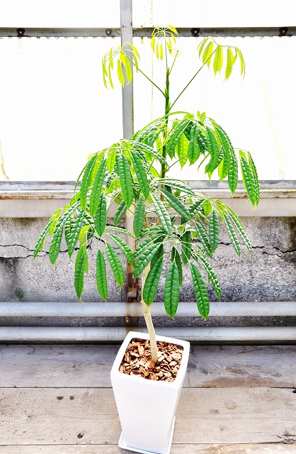 シェフレラ スターシャインGL59271| 観葉植物の通信販売 | APEGO