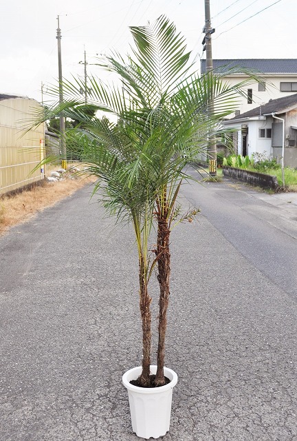 ブラジルヒメヤシ 8号 120cm