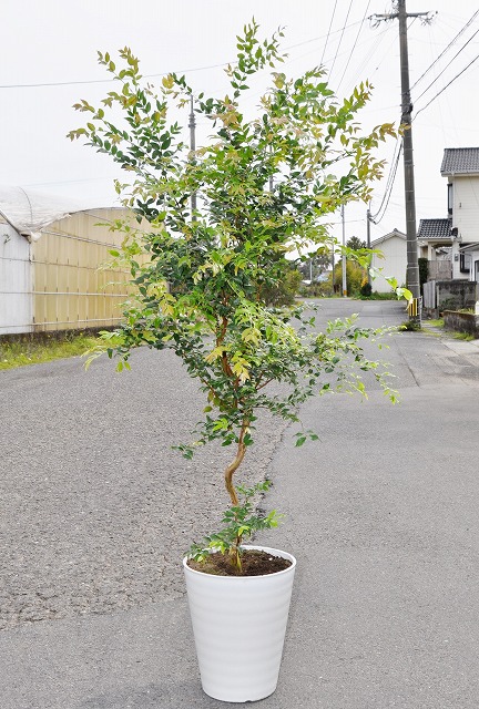 【けます】 ジャボチカバ 小葉種（耐寒性） 8号 110cm～の通販 by kaokao｜ラクマ のプロが