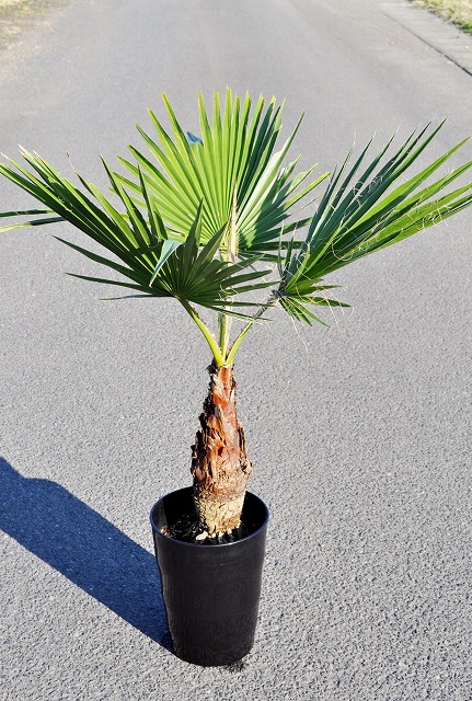 ハイクオリティ ワシントンヤシロブスター・ナツメヤシ 植物/観葉植物