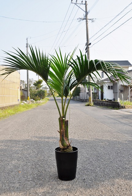 特別ケンチャヤシ幹上がり 14v7K-m34543665819植物/観葉植物 ...