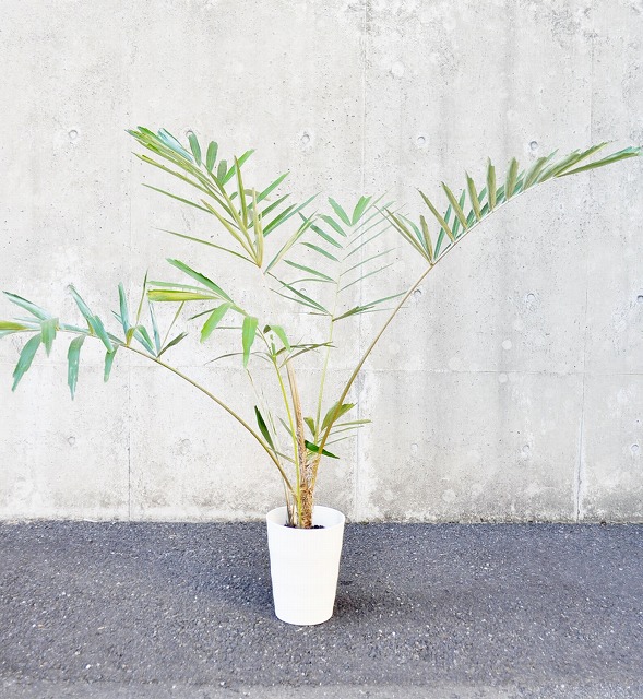 クロツグ ヤシ　椰子　苗　やし　観葉植物