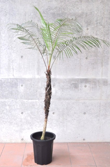 ブラジルヒメヤシ