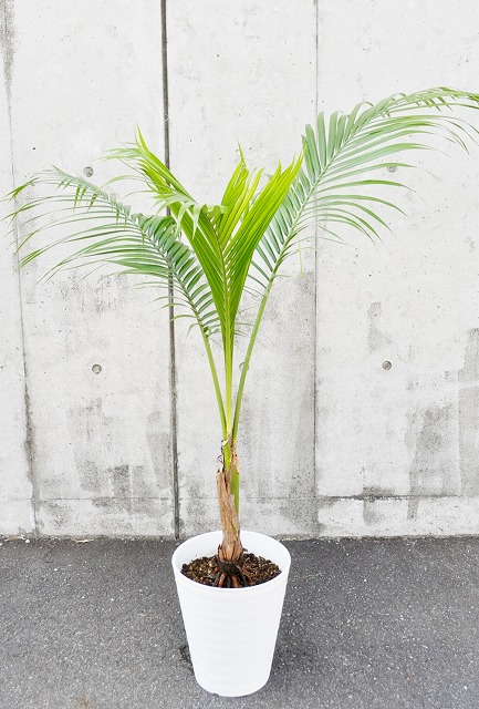ヤエヤマヤシ - 観葉植物 ヤエヤマヤシ - 観葉植物