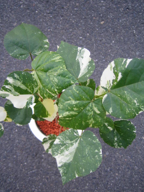 バリバゴ・トロピカルビューティの葉