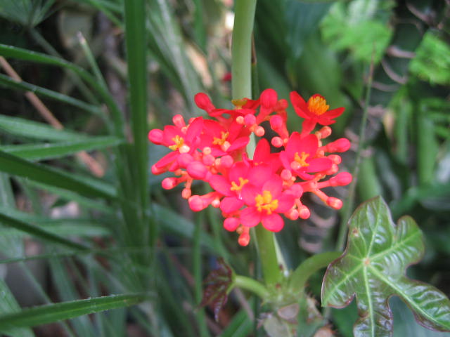 珊瑚アブラギリの花