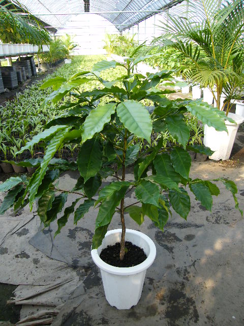 コーヒーの木 苗   2年生 実生 プラスチック鉢植え コーヒーノキ 苗 熱帯果樹 観葉植物 coffee インテリア