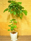 フィカス・ウンベラータ - 観葉植物5
