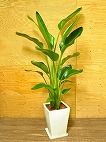 オーガスタ - 観葉植物1